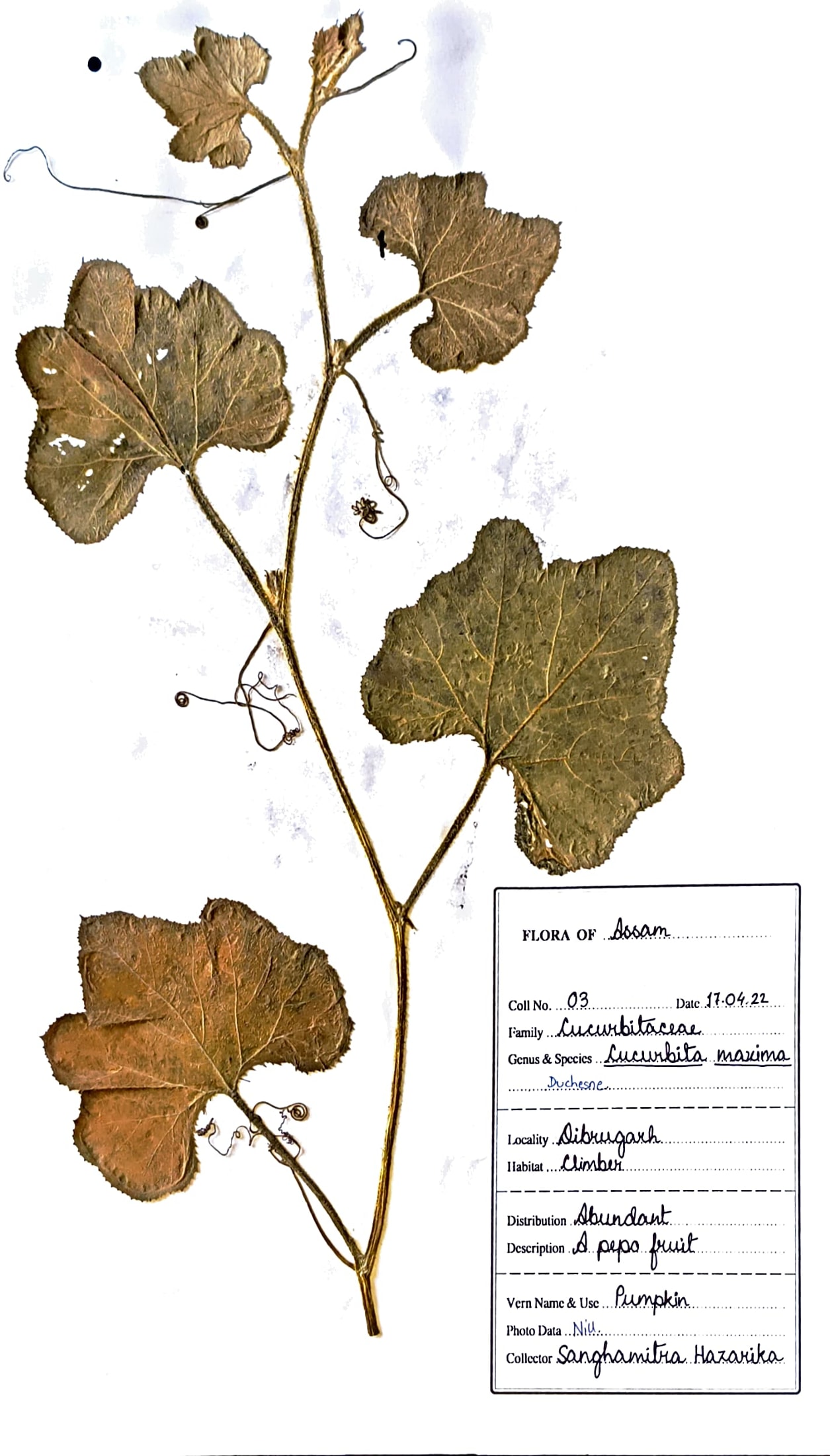 Ronga lao (Ass.) (Herbarium)
